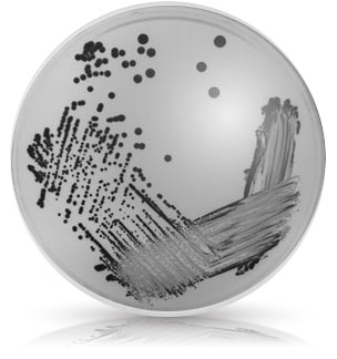 disease petri dish